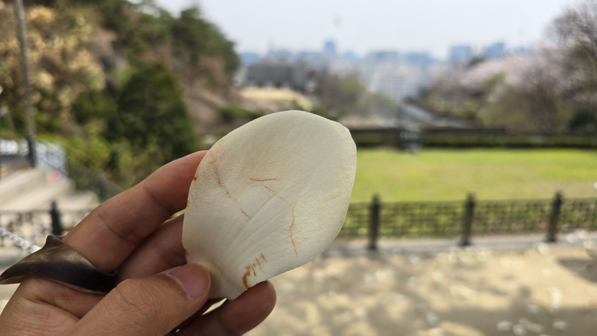 [활쏘기] 4월, 봄 그리고 목련 삭회